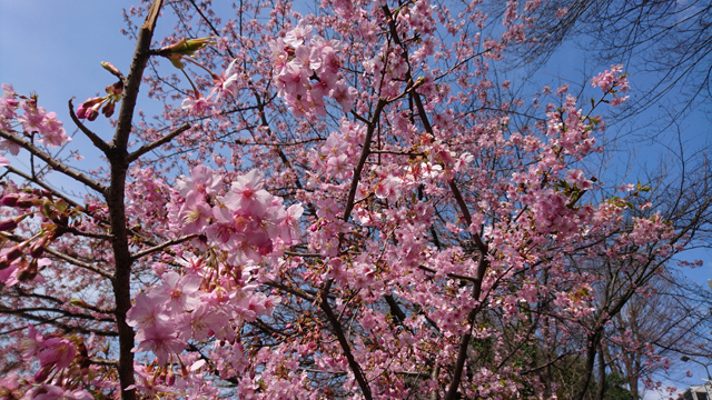 2月に咲いた桜