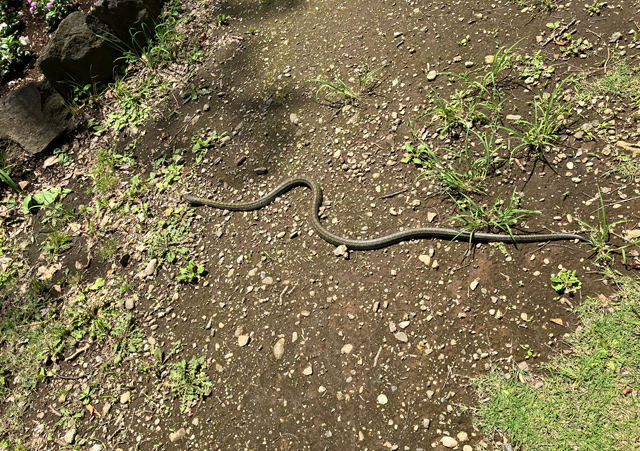 歩道を横切る蛇