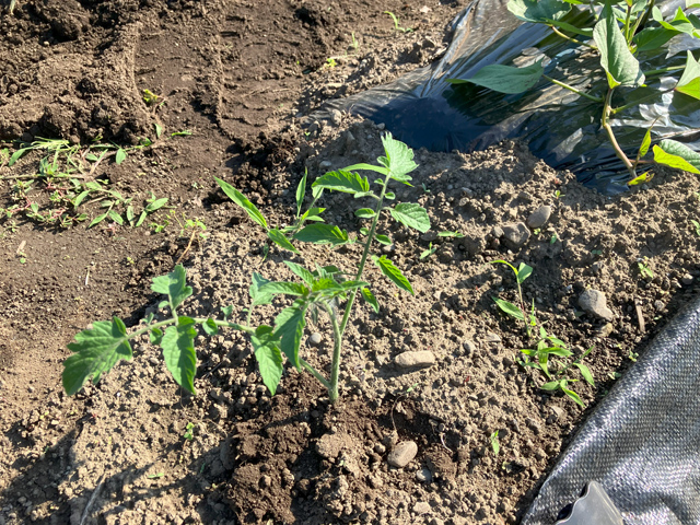 芽かきしたミニトマトを土に差す