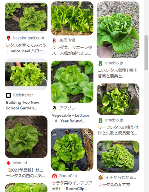 謎葉野菜画像検索