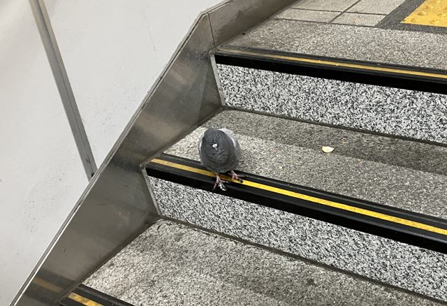 駅の階段に迷い込んだハト