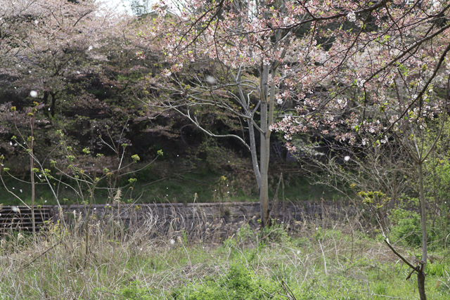 風に舞う桜の花びら