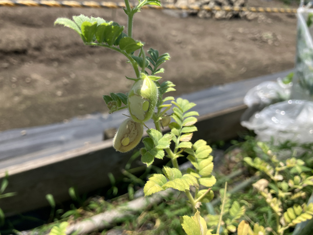 ひよこ豆の虫食い