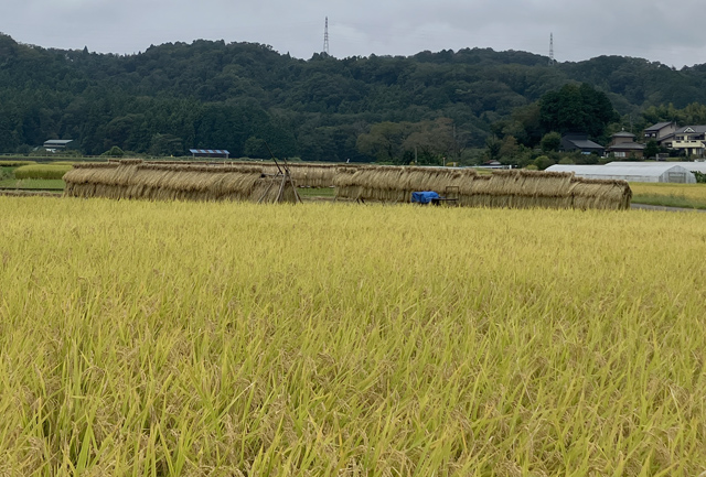 稲刈り始まる