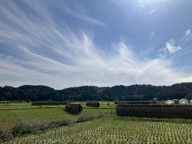 稲刈り後の田んぼ