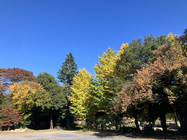 秋晴れと紅葉