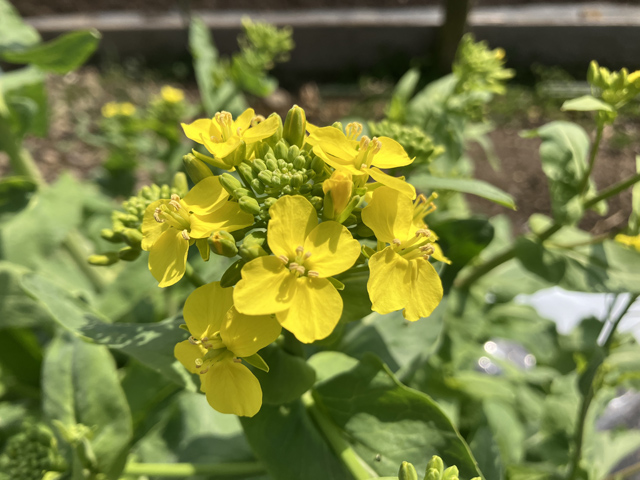 小松菜の花