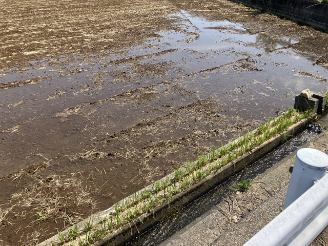 田んぼの水張り
