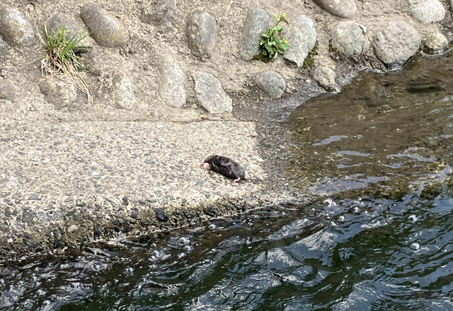 モグラ