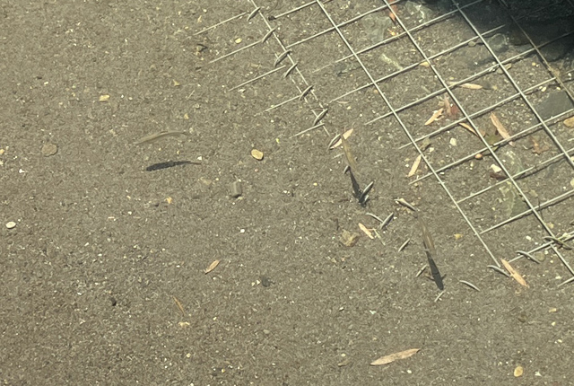 魚影