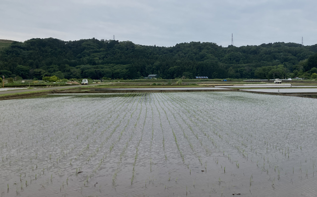田植え始まる