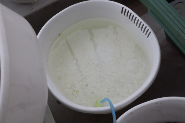 青水