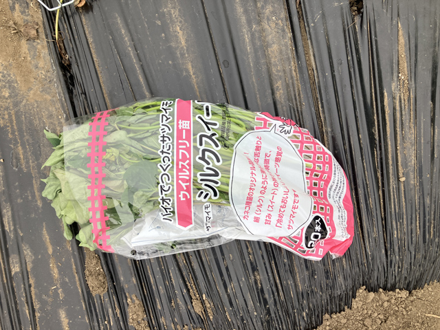 サツマイモ苗