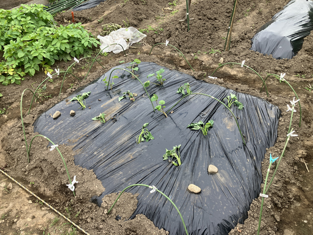 サツマイモ挿し穂植え付け