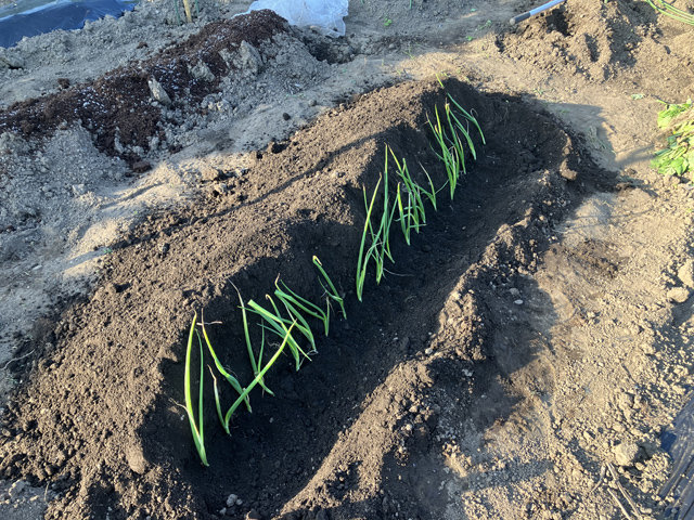 ネギ植え付け