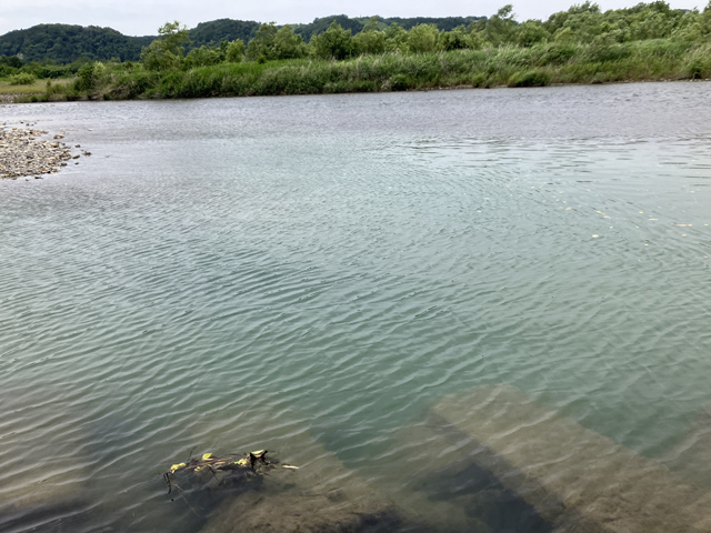 本流テトラ際