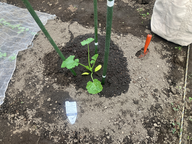 ズッキーニ植え付け