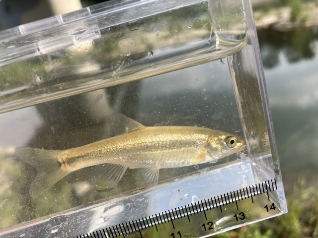 雑魚釣り