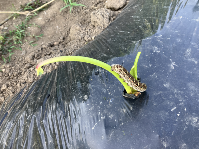 サトイモを食べる芋虫