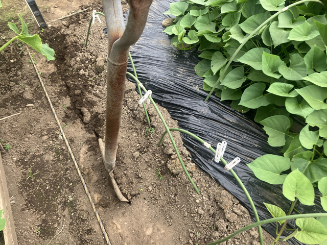 サツマイモ根切り