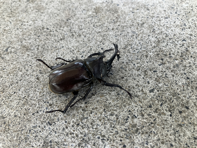 カブトムシ