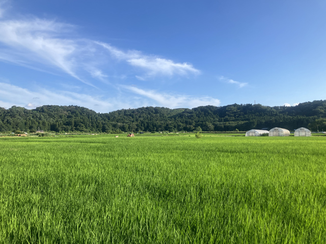 初夏の田んぼ