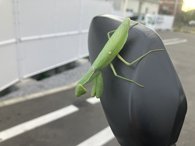 カマキリ