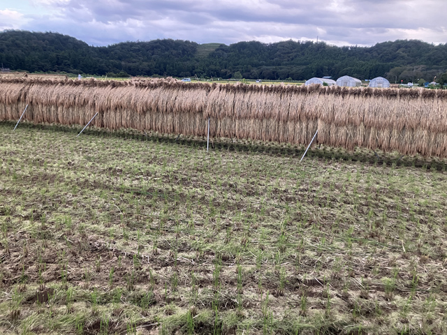 稲の掛け干し
