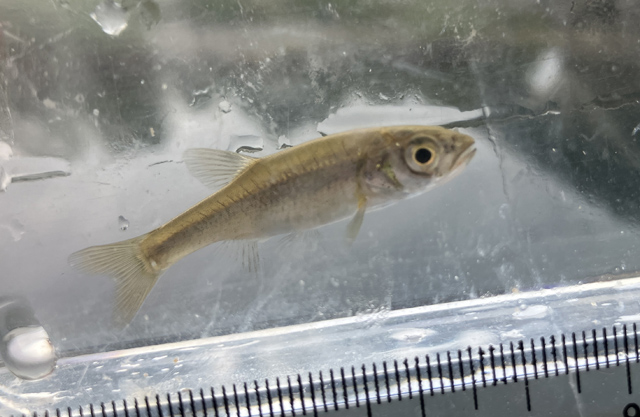 謎の雑魚