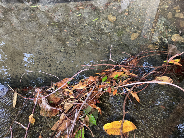水路に詰まる枯葉