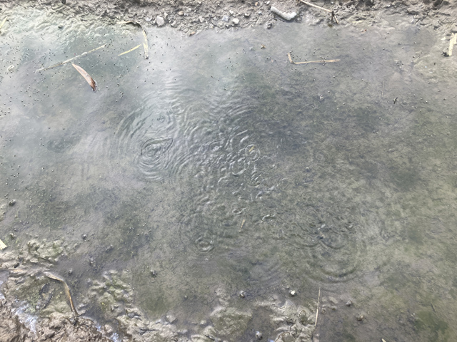 ワンドの水溜まり