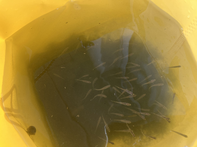 川魚の稚魚