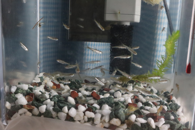 水槽の稚魚たち