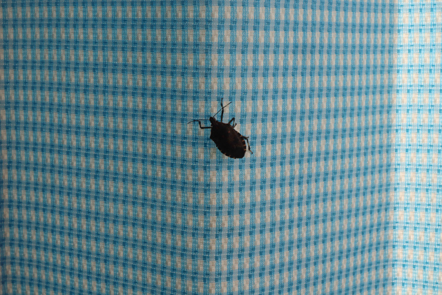 カメムシ