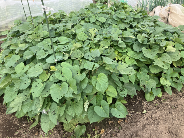 サツマイモの畝