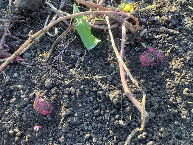 顔を覗かせたサツマイモ