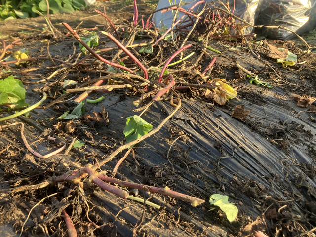 黒マルチに盛り上がり