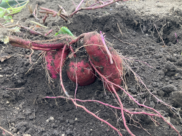 サツマイモ収穫