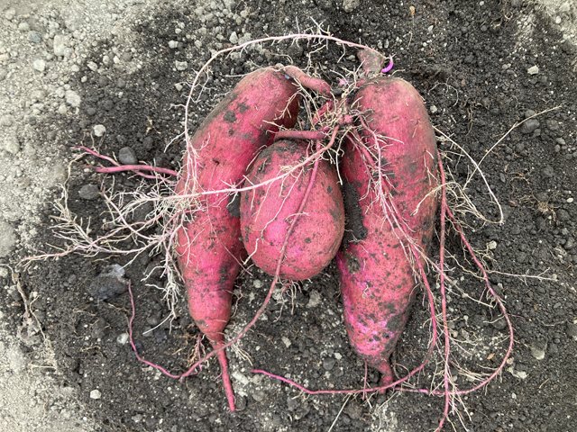 サツマイモ収穫