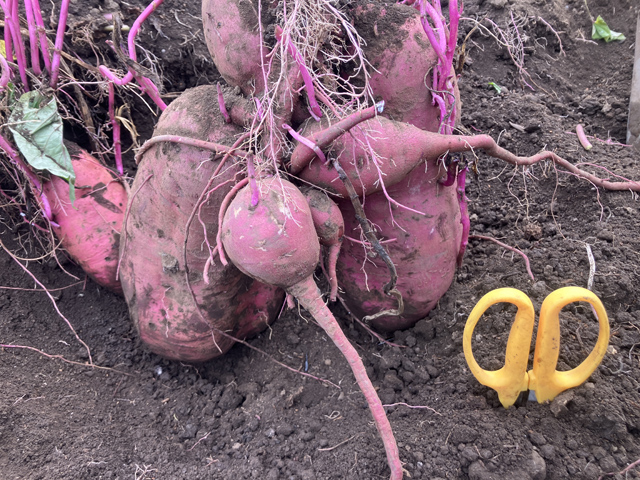 巨大サツマイモ