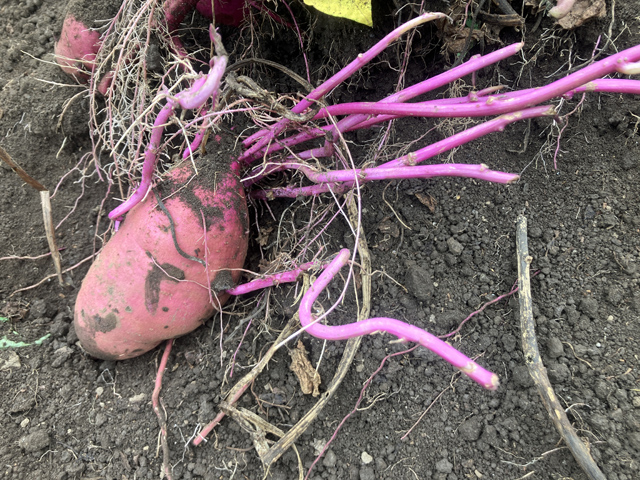 サツマイモから萌芽