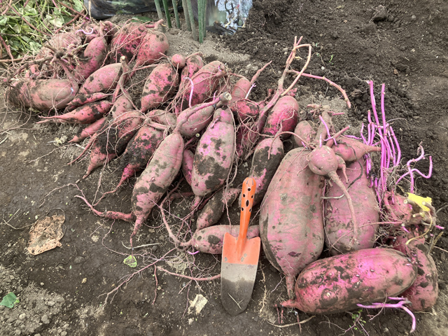 豊作のサツマイモ