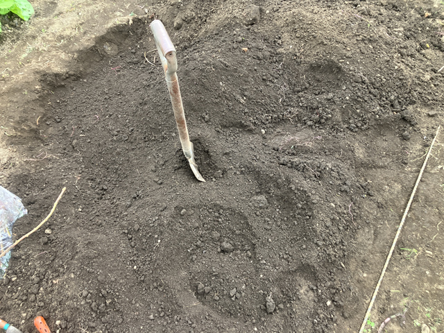 サツマイモ跡地