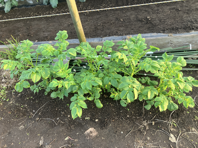 ジャガイモの苗