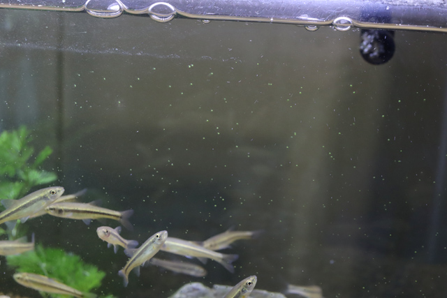 水槽のコケ
