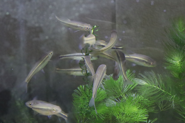 食害にあうコカナダモ