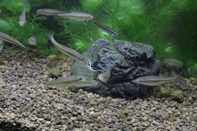 食害にあうカボンバ