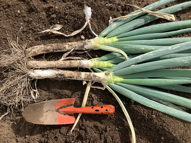 長ネギ収獲