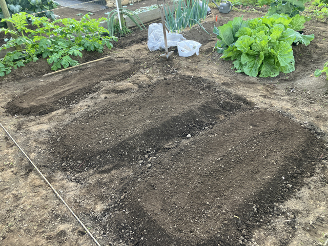 葉野菜/根菜播種