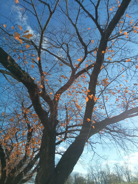 タブレットカメラテスト